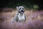 American Staffordshire Terrier