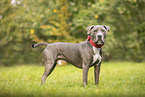 American Staffordshire Terrier