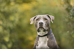 American Staffordshire Terrier