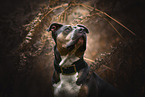 American Staffordshire Terrier