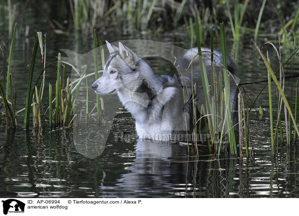 Amerikanischer Wolfshund / american wolfdog / AP-06994