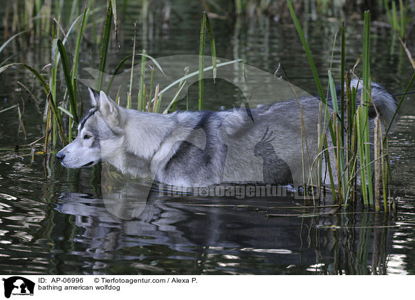 badender Amerikanischer Wolfshund / bathing american wolfdog / AP-06996