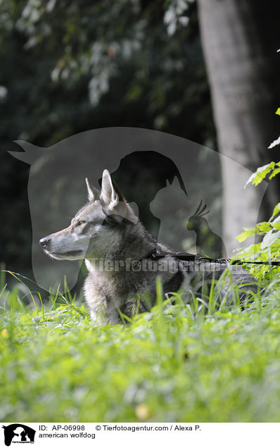 Amerikanischer Wolfshund / american wolfdog / AP-06998