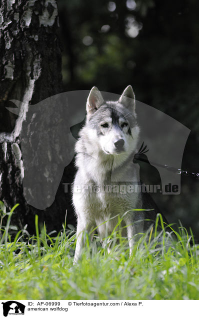 Amerikanischer Wolfshund / american wolfdog / AP-06999