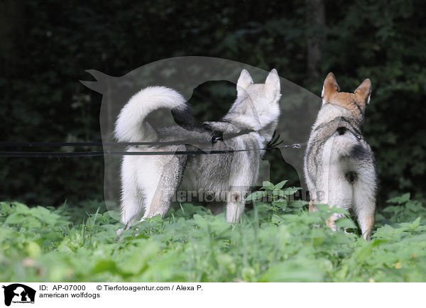 Amerikanischer Wolfshunde / american wolfdogs / AP-07000