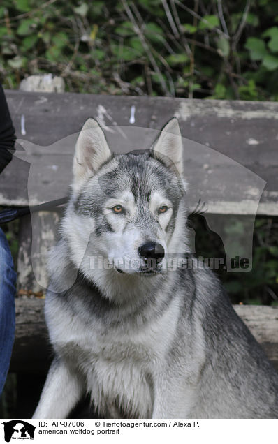 Amerikanischer Wolfshund Portrait / american wolfdog portrait / AP-07006