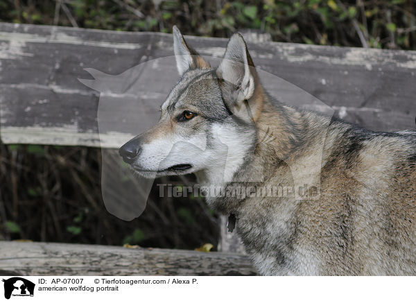 Amerikanischer Wolfshund Portrait / american wolfdog portrait / AP-07007