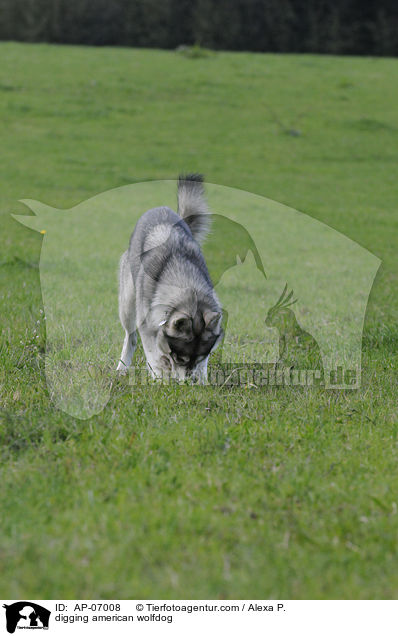 buddelnder Amerikanischer Wolfshund / digging american wolfdog / AP-07008