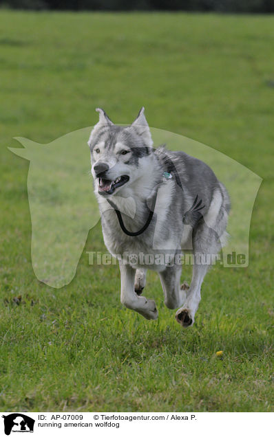 rennender Amerikanischer Wolfshund / running american wolfdog / AP-07009
