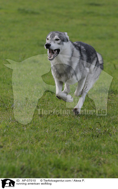 rennender Amerikanischer Wolfshund / running american wolfdog / AP-07010