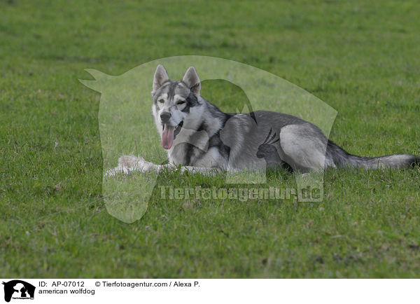 Amerikanischer Wolfshund / american wolfdog / AP-07012