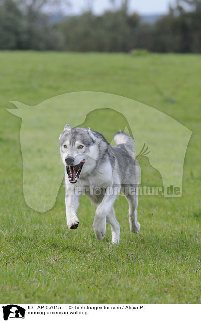 rennender Amerikanischer Wolfshund / running american wolfdog / AP-07015
