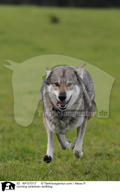 rennender Amerikanischer Wolfshund / running american wolfdog / AP-07017