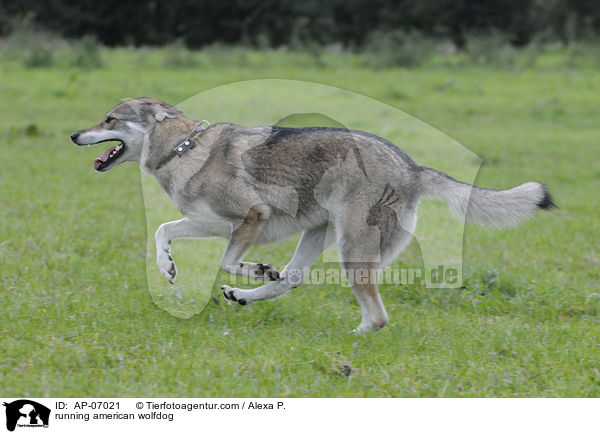 rennender Amerikanischer Wolfshund / running american wolfdog / AP-07021