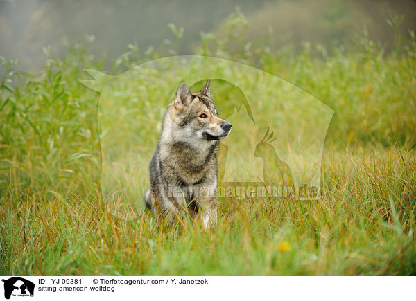 sitzender Amerikanischer Wolfshund / sitting american wolfdog / YJ-09381