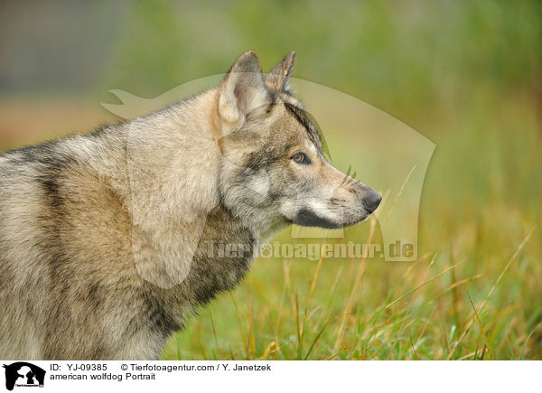 Amerikanischer Wolfshund Portrait / american wolfdog Portrait / YJ-09385