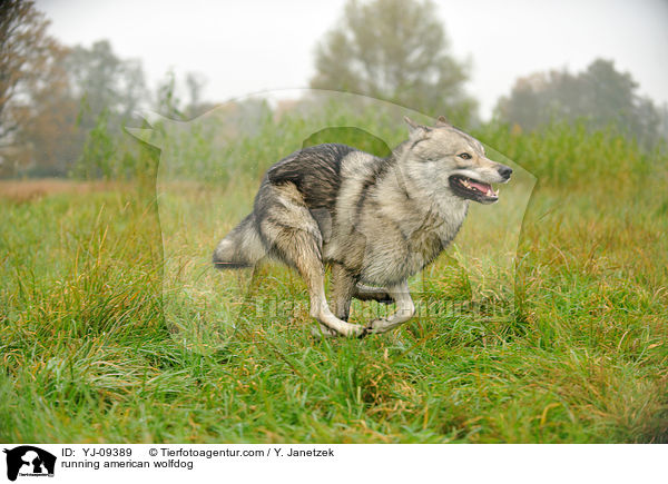 rennender Amerikanischer Wolfshund / running american wolfdog / YJ-09389