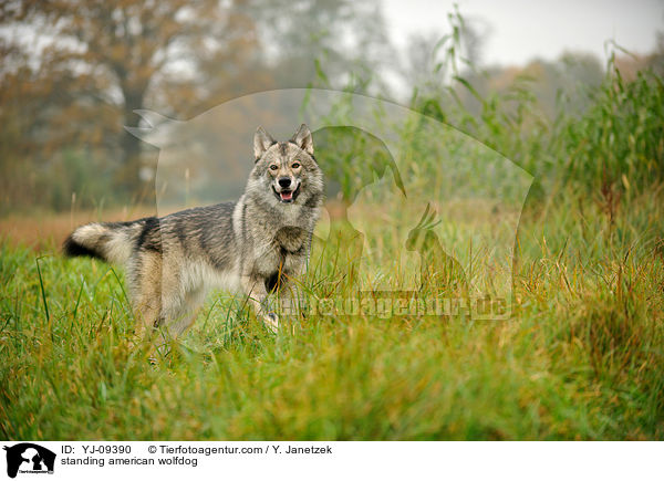 stehender Amerikanischer Wolfshund / standing american wolfdog / YJ-09390