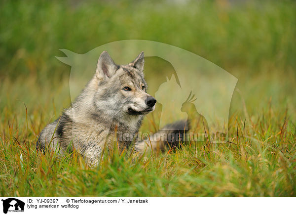 liegender Amerikanischer Wolfshund / lying american wolfdog / YJ-09397