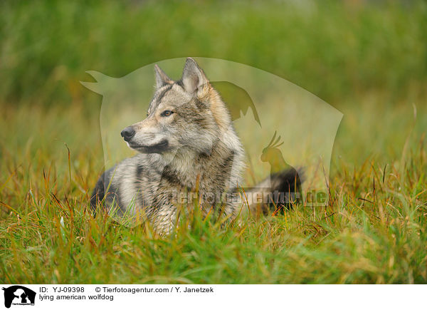 liegender Amerikanischer Wolfshund / lying american wolfdog / YJ-09398