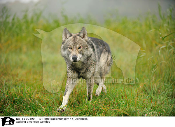 laufender Amerikanischer Wolfshund / walking american wolfdog / YJ-09399