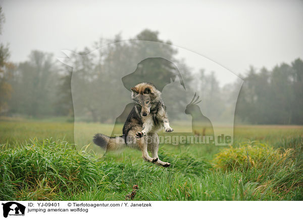 springender Amerikanischer Wolfshund / jumping american wolfdog / YJ-09401