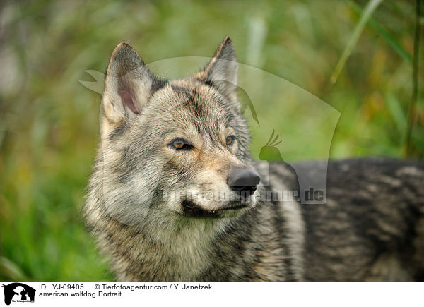 Amerikanischer Wolfshund Portrait / american wolfdog Portrait / YJ-09405