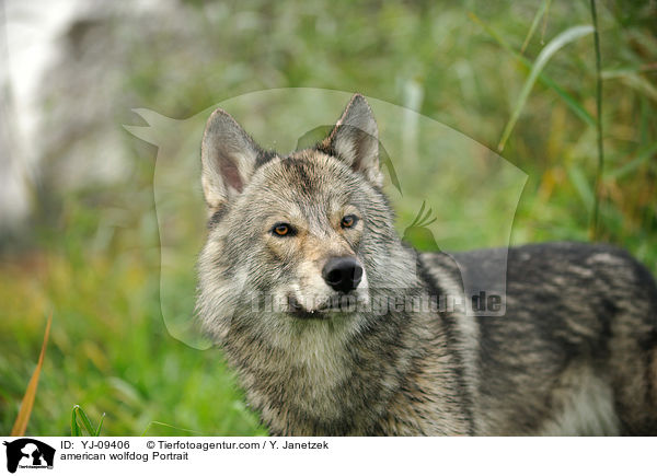 Amerikanischer Wolfshund Portrait / american wolfdog Portrait / YJ-09406