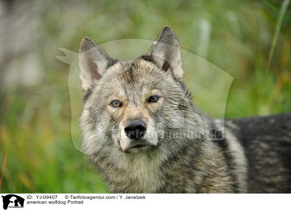 Amerikanischer Wolfshund Portrait / american wolfdog Portrait / YJ-09407