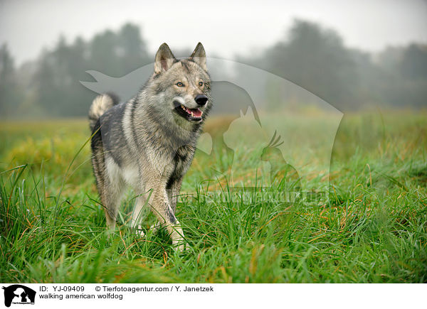 laufender Amerikanischer Wolfshund / walking american wolfdog / YJ-09409