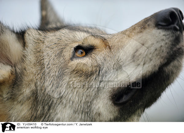 Amerikanischer Wolfshund Auge / american wolfdog eye / YJ-09410