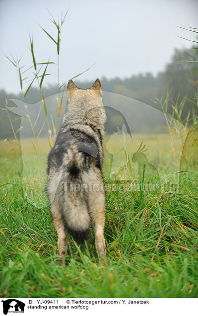 stehender Amerikanischer Wolfshund / standing american wolfdog / YJ-09411