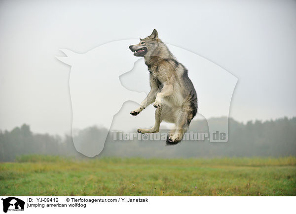 springender Amerikanischer Wolfshund / jumping american wolfdog / YJ-09412