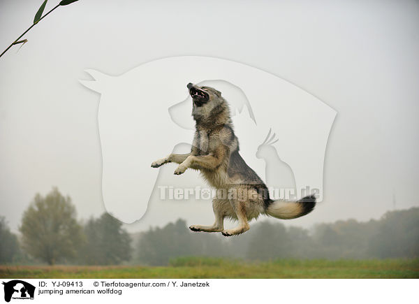 springender Amerikanischer Wolfshund / jumping american wolfdog / YJ-09413