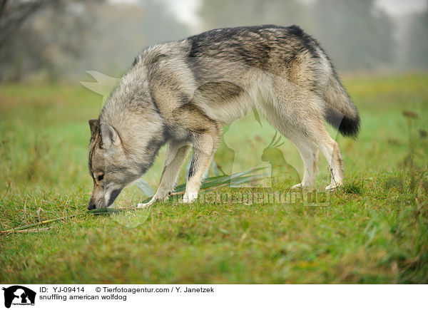 schnuppernder Amerikanischer Wolfshund / snuffling american wolfdog / YJ-09414