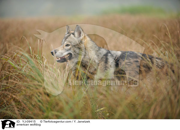 Amerikanischer Wolfshund / american wolfdog / YJ-09415