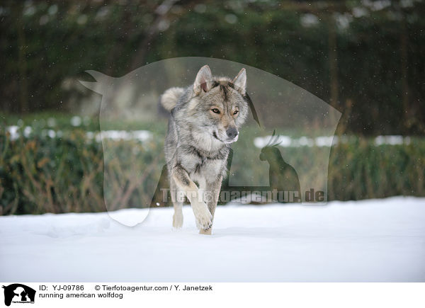 rennender Amerikanischer Wolfshund / running american wolfdog / YJ-09786