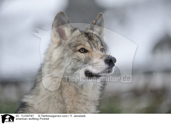 Amerikanischer Wolfshund Portrait / american wolfdog Portrait / YJ-09787