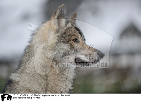 Amerikanischer Wolfshund Portrait / american wolfdog Portrait / YJ-09788