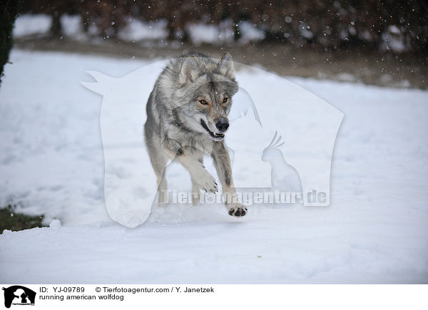 rennender Amerikanischer Wolfshund / running american wolfdog / YJ-09789