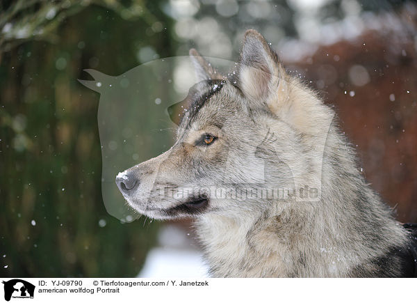 Amerikanischer Wolfshund Portrait / american wolfdog Portrait / YJ-09790