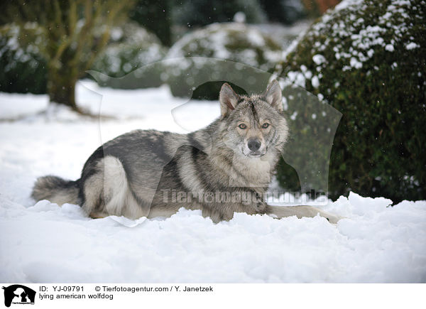 liegender Amerikanischer Wolfshund / lying american wolfdog / YJ-09791