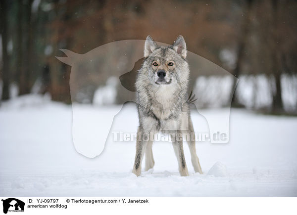 Amerikanischer Wolfshund / american wolfdog / YJ-09797