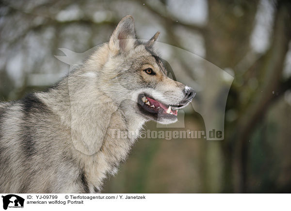 Amerikanischer Wolfshund Portrait / american wolfdog Portrait / YJ-09799