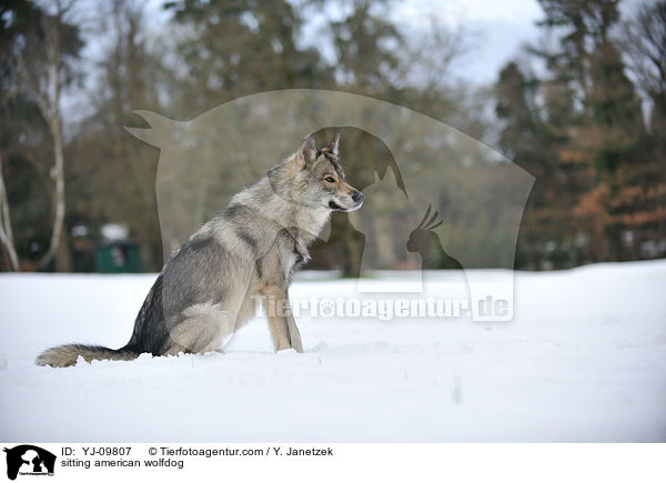 sitzender Amerikanischer Wolfshund / sitting american wolfdog / YJ-09807