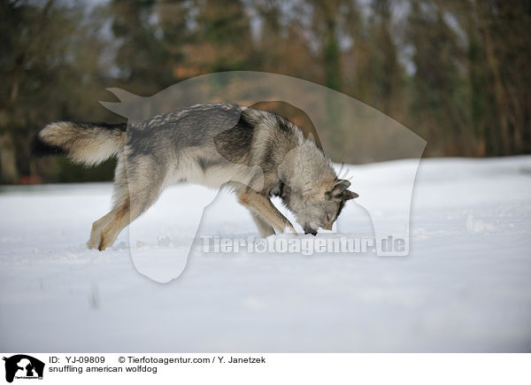schnuppernder Amerikanischer Wolfshund / snuffling american wolfdog / YJ-09809