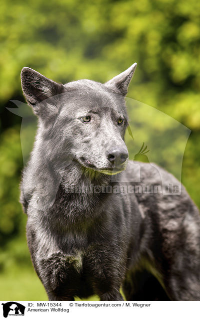 Amerikanischer Wolfshund / American Wolfdog / MW-15344