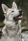 American Wolfdog Portrait