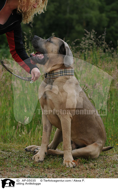sitzende Antikdogge / sitting Antikdogge / AP-05035
