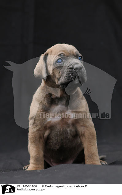 Antikdoggen Welpe / Antikdoggen puppy / AP-05106